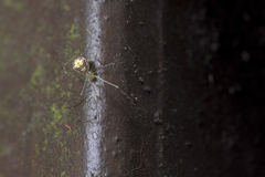 Meotipa spiniventris