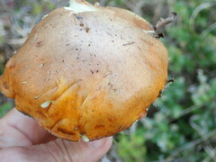 Suillus pungens