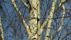 Fringilla coelebs