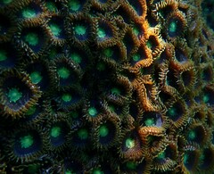 Zoanthus sansibaricus