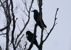 Corvus tasmanicus
