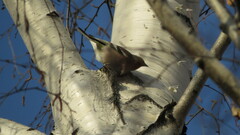 Fringilla coelebs