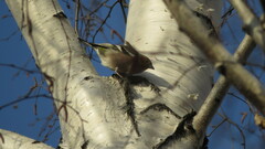Fringilla coelebs