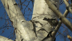Fringilla coelebs