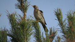 Turdus pilaris