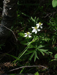 Anemonastrum calvum