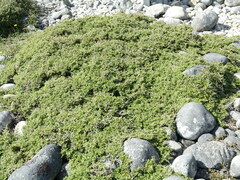 Coprosma propinqua