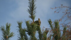 Turdus pilaris