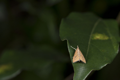 Udea testacea