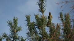 Turdus pilaris