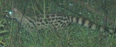 Genetta maculata
