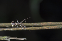 Epidaus sexspinus