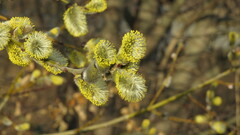 Salix caprea