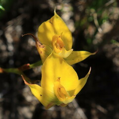 Disa tenuifolia