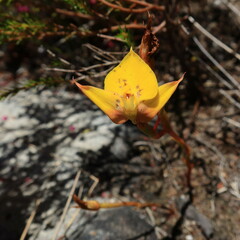 Disa tenuifolia