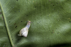 Satsuma phoenicis