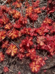 Drosera cuneifolia