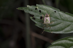 Eocanthecona formosa