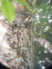 Colaptes rubiginosus