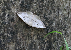 Hypopyra vespertilio