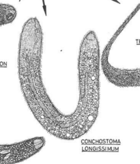 Conchostoma longissimum