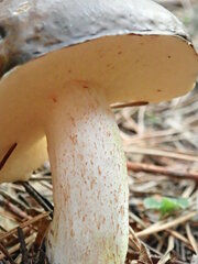 Suillus pungens