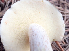 Suillus pungens