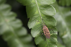 Physopelta quadriguttata