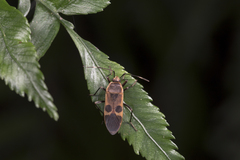 Physopelta gutta gutta