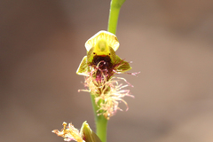 Calochilus therophilus