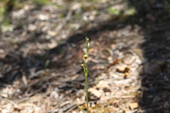 Calochilus therophilus