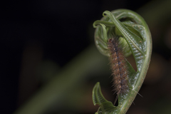 Spilarctia subcarnea