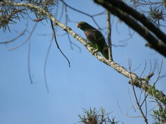 Amazona vinacea