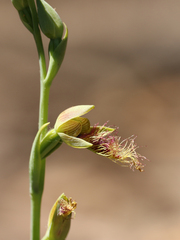 Calochilus therophilus