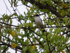 Xenopsaris albinucha