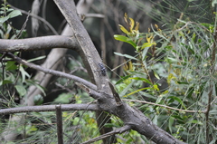 Anoplophora macularia