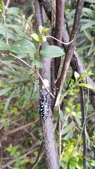 Anoplophora macularia