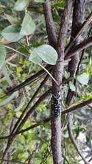 Anoplophora macularia