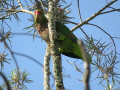Amazona vinacea