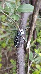 Anoplophora macularia