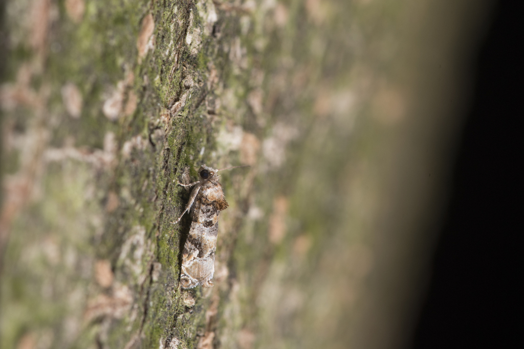 Lobesia fetialis