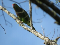 Amazona vinacea