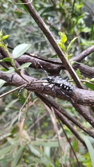 Anoplophora macularia