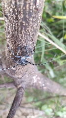 Anoplophora macularia