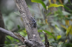 Anoplophora macularia