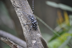 Anoplophora macularia