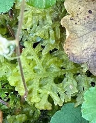 Trichocolea tomentella