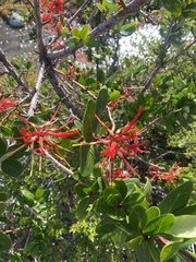 Embothrium coccineum