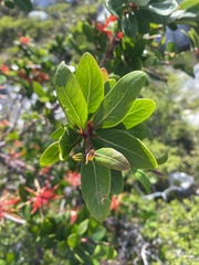 Embothrium coccineum