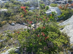 Embothrium coccineum